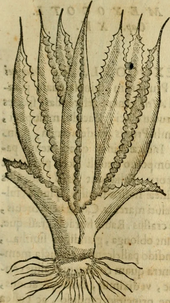 An illustration from Rerum medicarum Novae Hispaniae thesaurus, seu, Plantarum animalium mineralium Mexicanorum historia, 1651, leaf 316