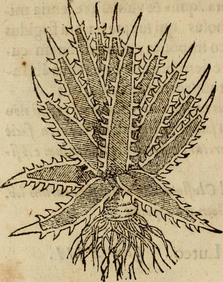 An illustration from Rerum medicarum Novae Hispaniae thesaurus, seu, Plantarum animalium mineralium Mexicanorum historia, 1651, leaf 317