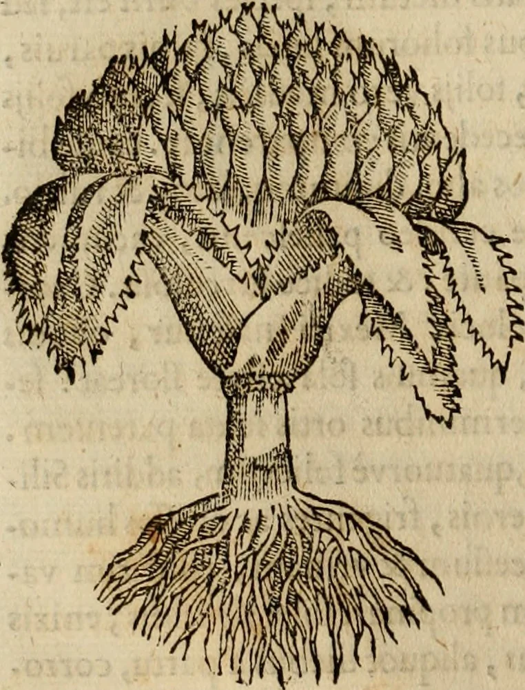An illustration from Rerum medicarum Novae Hispaniae thesaurus, seu, Plantarum animalium mineralium Mexicanorum historia, 1651, leaf 317