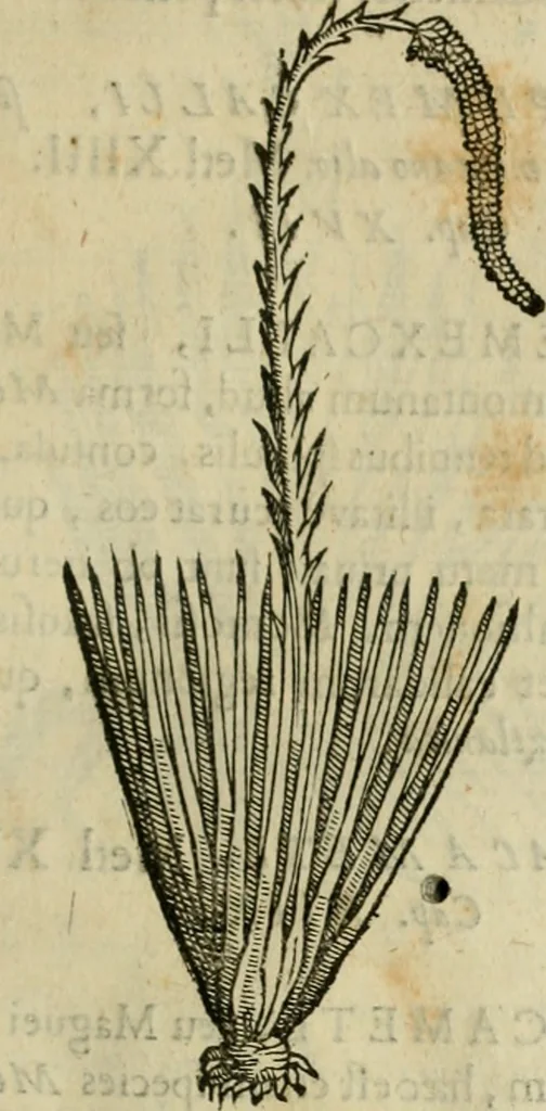 An illustration from Rerum medicarum Novae Hispaniae thesaurus, seu, Plantarum animalium mineralium Mexicanorum historia, 1651, leaf 318