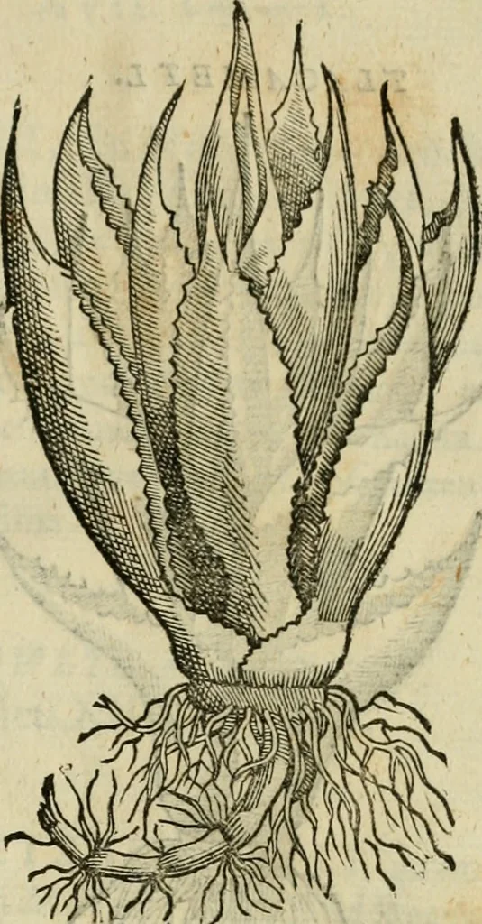 An illustration from Rerum medicarum Novae Hispaniae thesaurus, seu, Plantarum animalium mineralium Mexicanorum historia, 1651, leaf 318