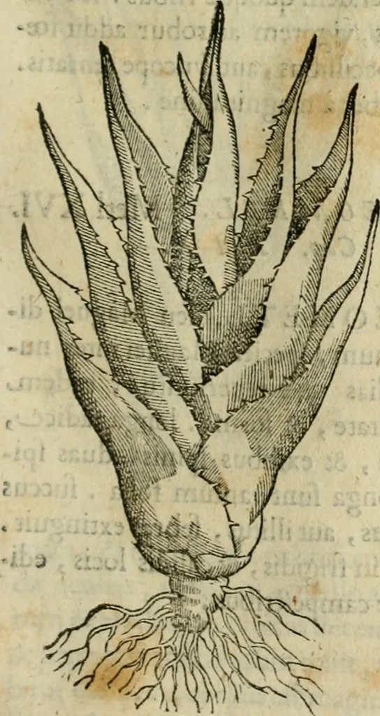 An illustration from Rerum medicarum Novae Hispaniae thesaurus, seu, Plantarum animalium mineralium Mexicanorum historia, 1651, leaf 318