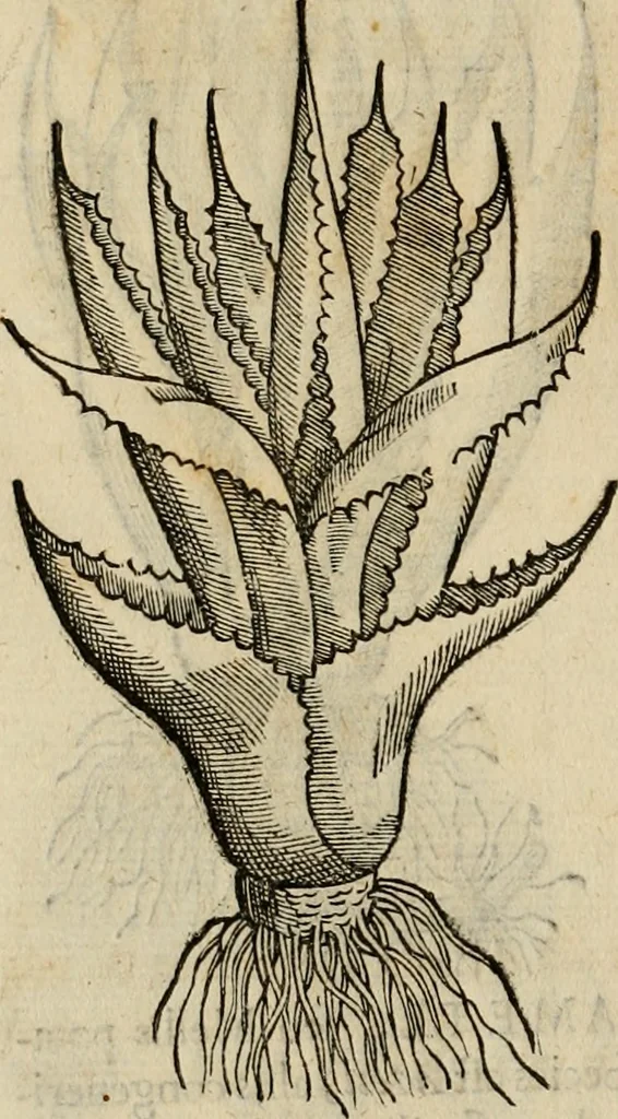 An illustration from Rerum medicarum Novae Hispaniae thesaurus, seu, Plantarum animalium mineralium Mexicanorum historia, 1651, leaf 319