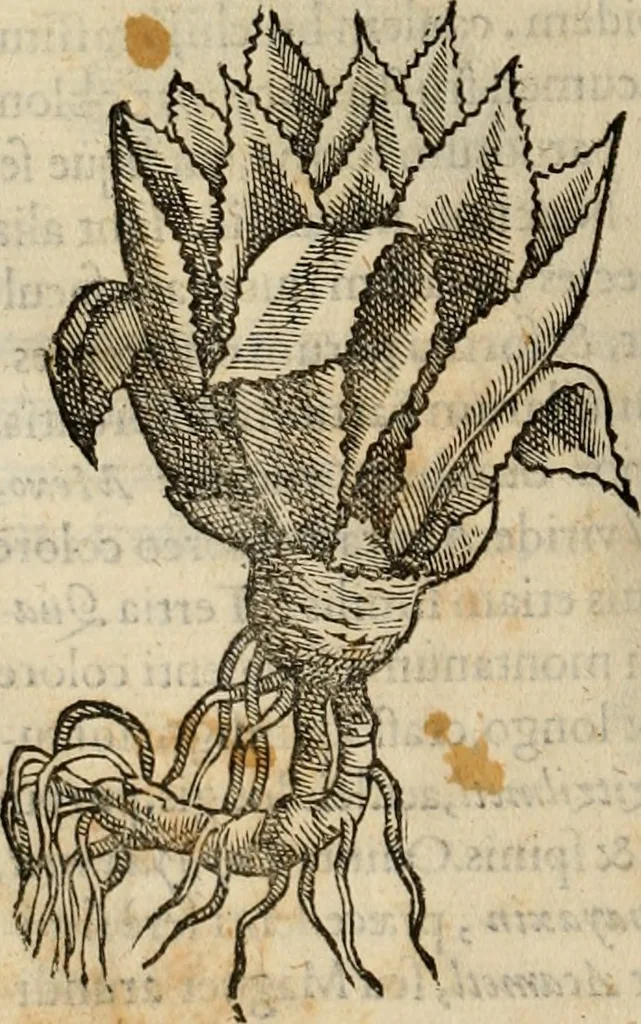 An illustration from Rerum medicarum Novae Hispaniae thesaurus, seu, Plantarum animalium mineralium Mexicanorum historia, 1651, leaf 319
