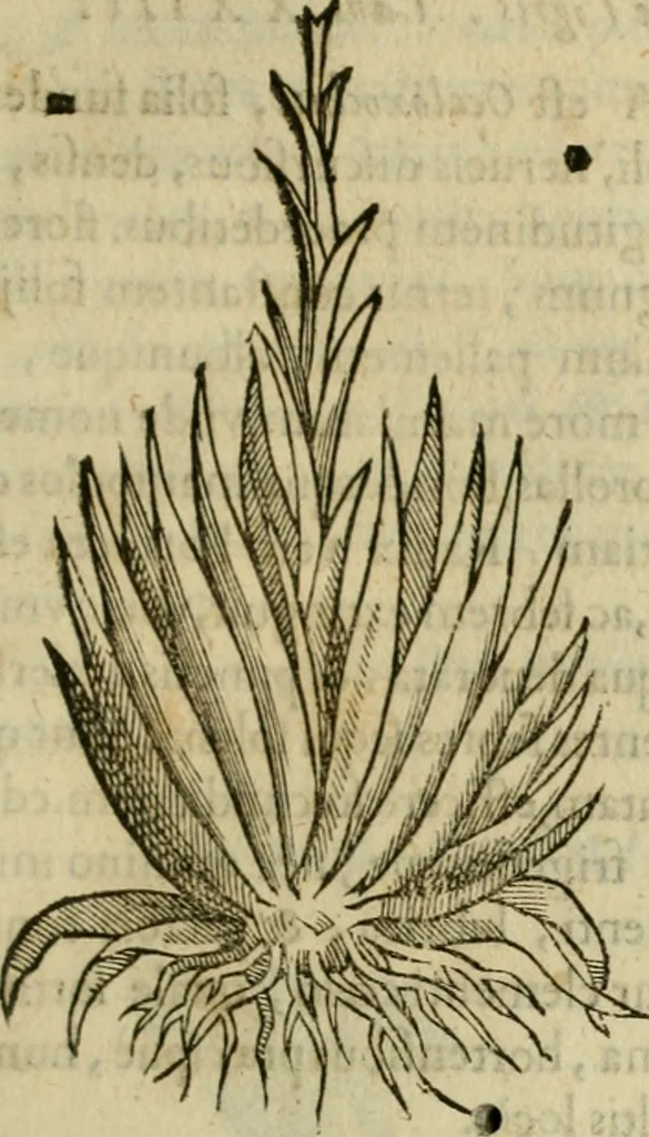 An illustration from Rerum medicarum Novae Hispaniae thesaurus, seu, Plantarum animalium mineralium Mexicanorum historia, 1651, leaf 320
