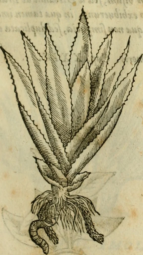 An illustration from Rerum medicarum Novae Hispaniae thesaurus, seu, Plantarum animalium mineralium Mexicanorum historia, 1651, leaf 320