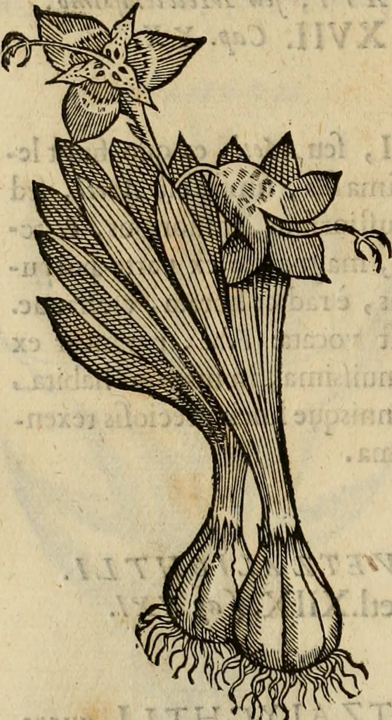 An illustration from Rerum medicarum Novae Hispaniae thesaurus, seu, Plantarum animalium mineralium Mexicanorum historia, 1651, leaf 321