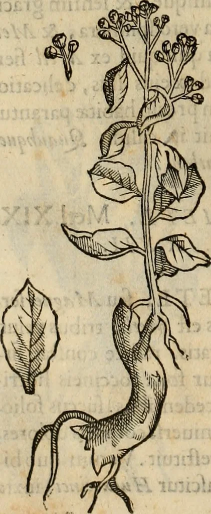 An illustration from Rerum medicarum Novae Hispaniae thesaurus, seu, Plantarum animalium mineralium Mexicanorum historia, 1651, leaf 321