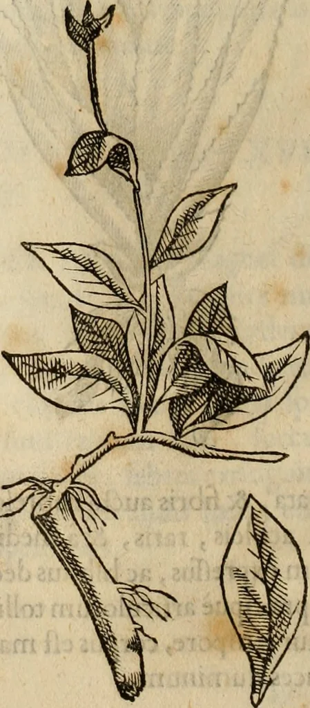 An illustration from Rerum medicarum Novae Hispaniae thesaurus, seu, Plantarum animalium mineralium Mexicanorum historia, 1651, leaf 321