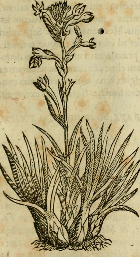 An illustration from Rerum medicarum Novae Hispaniae thesaurus, seu, Plantarum animalium mineralium Mexicanorum historia, 1651, leaf 322