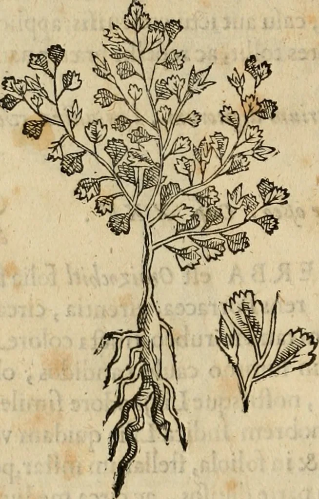 An illustration from Rerum medicarum Novae Hispaniae thesaurus, seu, Plantarum animalium mineralium Mexicanorum historia, 1651, leaf 323