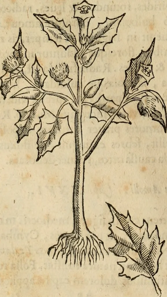 An illustration from Rerum medicarum Novae Hispaniae thesaurus, seu, Plantarum animalium mineralium Mexicanorum historia, 1651, leaf 323
