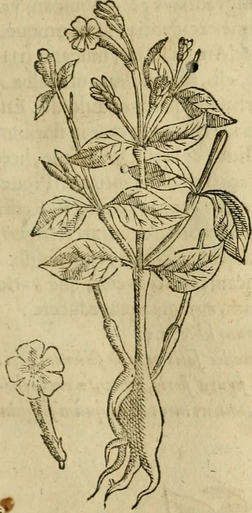An illustration from Rerum medicarum Novae Hispaniae thesaurus, seu, Plantarum animalium mineralium Mexicanorum historia, 1651, leaf 324