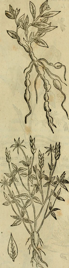 An illustration from Rerum medicarum Novae Hispaniae thesaurus, seu, Plantarum animalium mineralium Mexicanorum historia, 1651, leaf 326