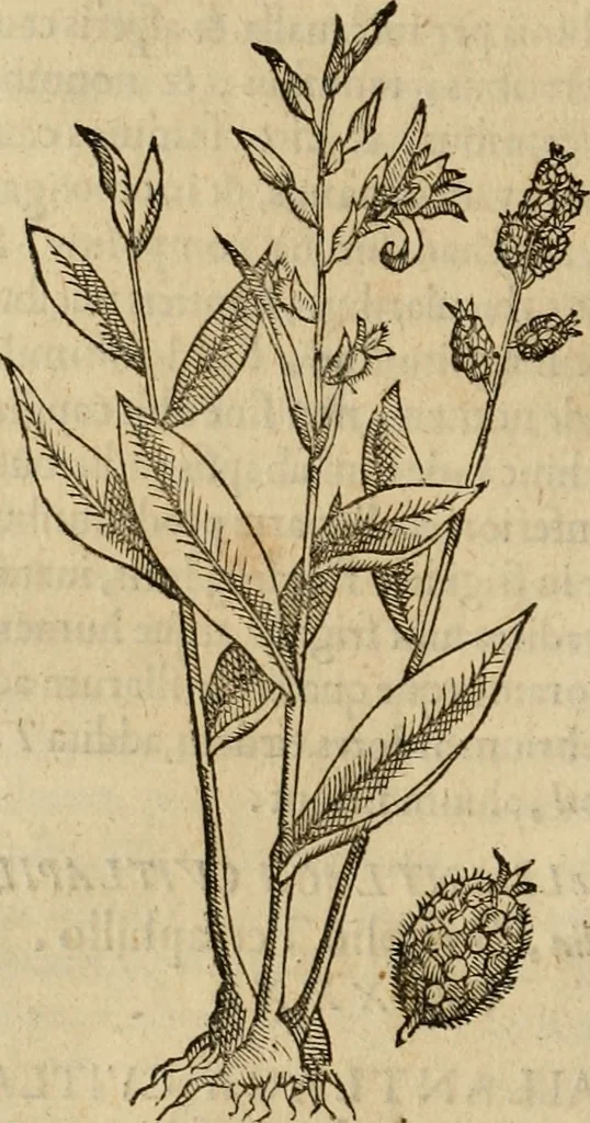 An illustration from Rerum medicarum Novae Hispaniae thesaurus, seu, Plantarum animalium mineralium Mexicanorum historia, 1651, leaf 327