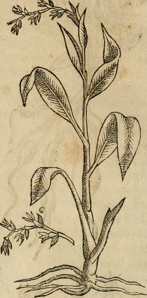 An illustration from Rerum medicarum Novae Hispaniae thesaurus, seu, Plantarum animalium mineralium Mexicanorum historia, 1651, leaf 327