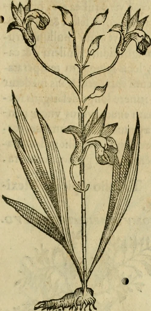 An illustration from Rerum medicarum Novae Hispaniae thesaurus, seu, Plantarum animalium mineralium Mexicanorum historia, 1651, leaf 328