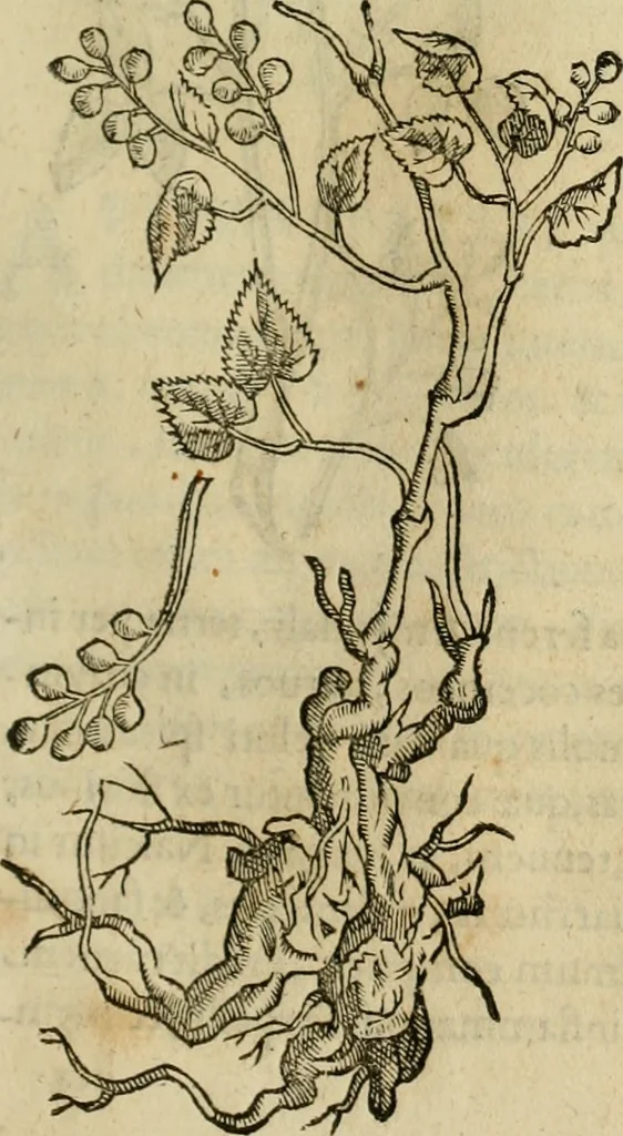 An illustration from Rerum medicarum Novae Hispaniae thesaurus, seu, Plantarum animalium mineralium Mexicanorum historia, 1651, leaf 328