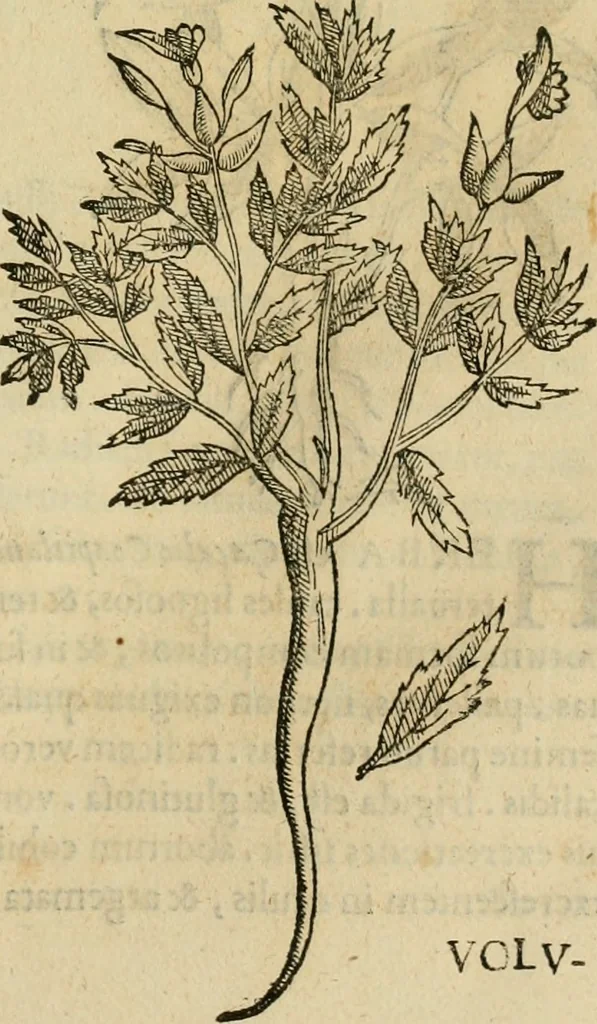An illustration from Rerum medicarum Novae Hispaniae thesaurus, seu, Plantarum animalium mineralium Mexicanorum historia, 1651, leaf 328