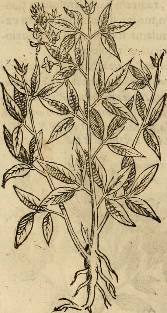 An illustration from Rerum medicarum Novae Hispaniae thesaurus, seu, Plantarum animalium mineralium Mexicanorum historia, 1651, leaf 329