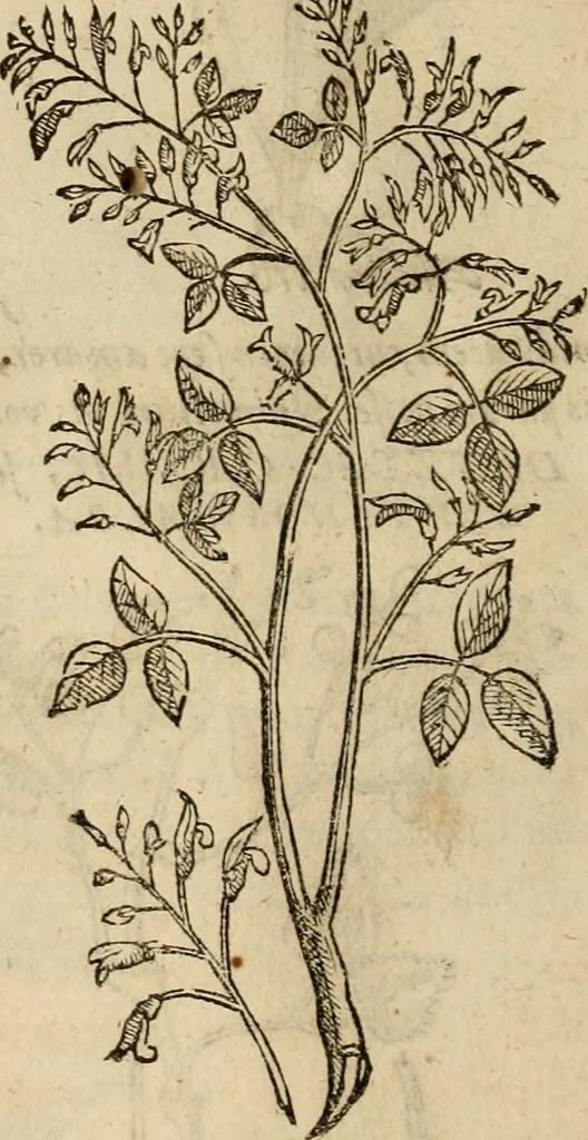 An illustration from Rerum medicarum Novae Hispaniae thesaurus, seu, Plantarum animalium mineralium Mexicanorum historia, 1651, leaf 329