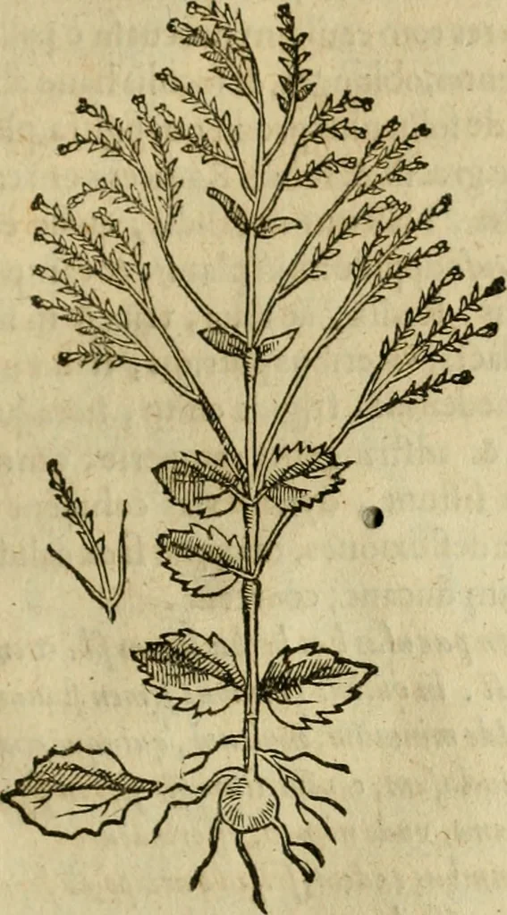 An illustration from Rerum medicarum Novae Hispaniae thesaurus, seu, Plantarum animalium mineralium Mexicanorum historia, 1651, leaf 330
