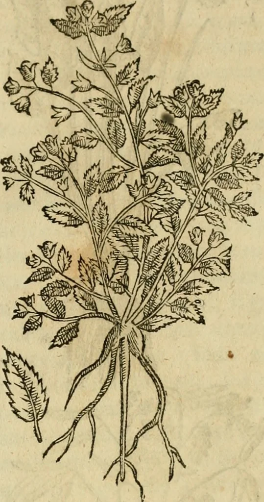 An illustration from Rerum medicarum Novae Hispaniae thesaurus, seu, Plantarum animalium mineralium Mexicanorum historia, 1651, leaf 330
