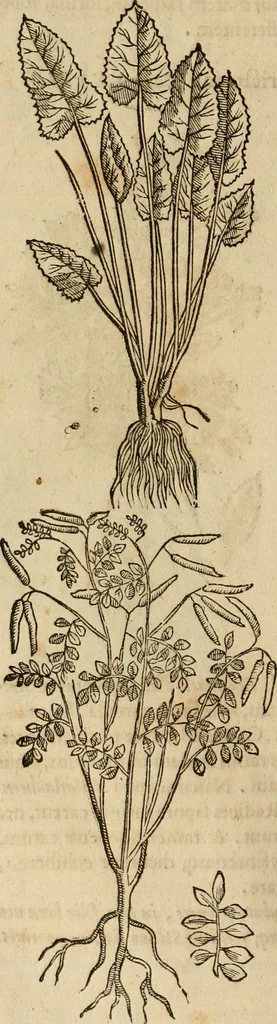 An illustration from Rerum medicarum Novae Hispaniae thesaurus, seu, Plantarum animalium mineralium Mexicanorum historia, 1651, leaf 331