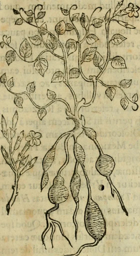 An illustration from Rerum medicarum Novae Hispaniae thesaurus, seu, Plantarum animalium mineralium Mexicanorum historia, 1651, leaf 332