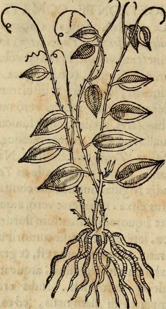 An illustration from Rerum medicarum Novae Hispaniae thesaurus, seu, Plantarum animalium mineralium Mexicanorum historia, 1651, leaf 333