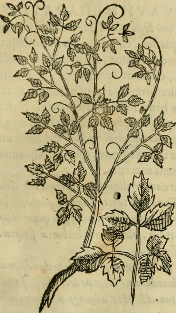An illustration from Rerum medicarum Novae Hispaniae thesaurus, seu, Plantarum animalium mineralium Mexicanorum historia, 1651, leaf 334