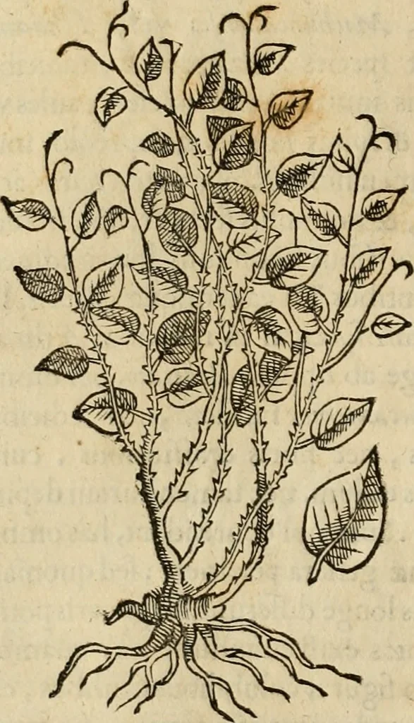 An illustration from Rerum medicarum Novae Hispaniae thesaurus, seu, Plantarum animalium mineralium Mexicanorum historia, 1651, leaf 335