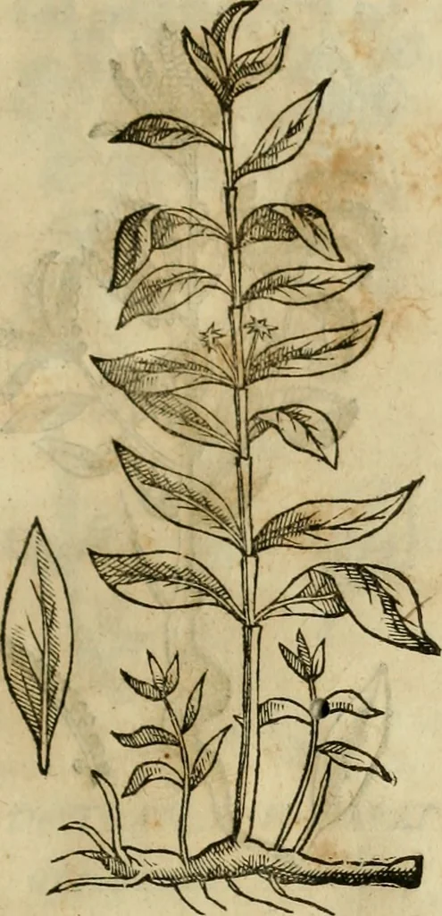 An illustration from Rerum medicarum Novae Hispaniae thesaurus, seu, Plantarum animalium mineralium Mexicanorum historia, 1651, leaf 336