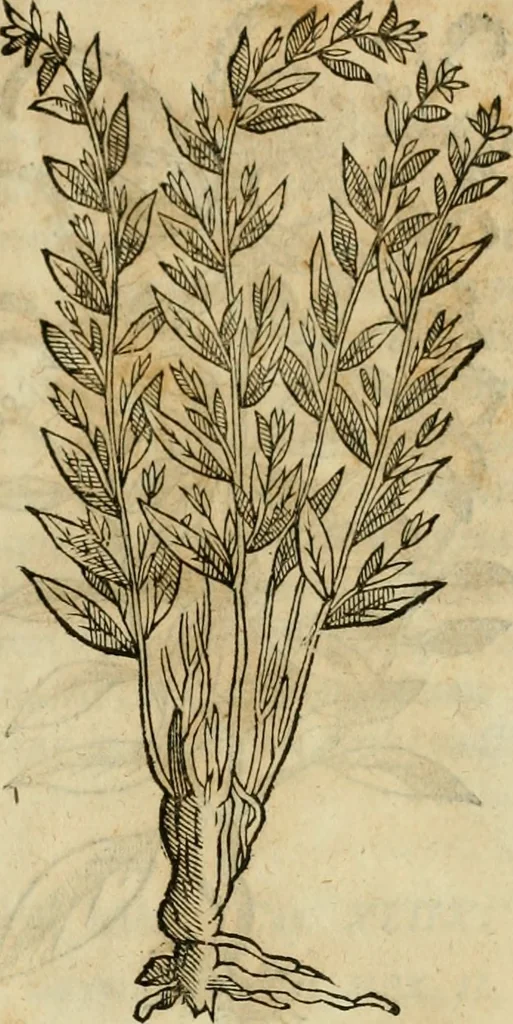 An illustration from Rerum medicarum Novae Hispaniae thesaurus, seu, Plantarum animalium mineralium Mexicanorum historia, 1651, leaf 336