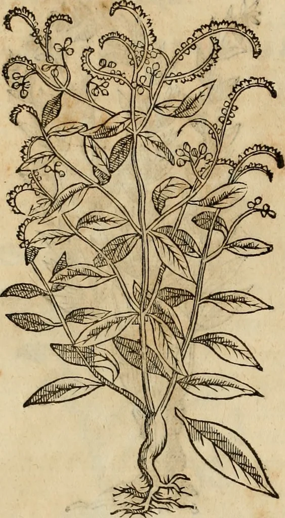 An illustration from Rerum medicarum Novae Hispaniae thesaurus, seu, Plantarum animalium mineralium Mexicanorum historia, 1651, leaf 337