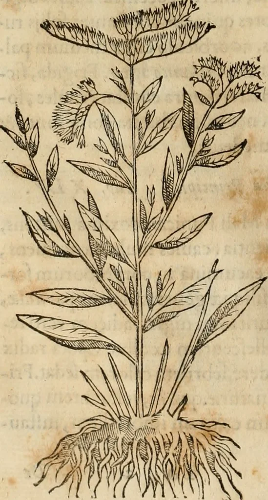 An illustration from Rerum medicarum Novae Hispaniae thesaurus, seu, Plantarum animalium mineralium Mexicanorum historia, 1651, leaf 337