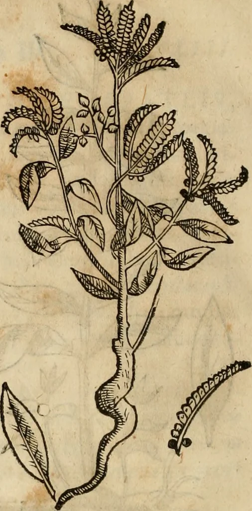 An illustration from Rerum medicarum Novae Hispaniae thesaurus, seu, Plantarum animalium mineralium Mexicanorum historia, 1651, leaf 337