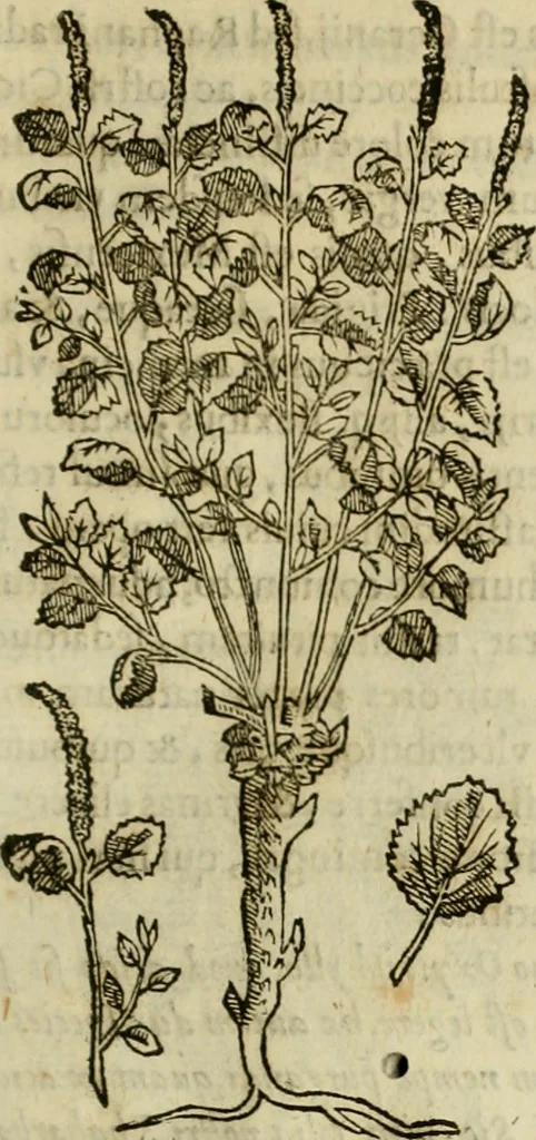 An illustration from Rerum medicarum Novae Hispaniae thesaurus, seu, Plantarum animalium mineralium Mexicanorum historia, 1651, leaf 338