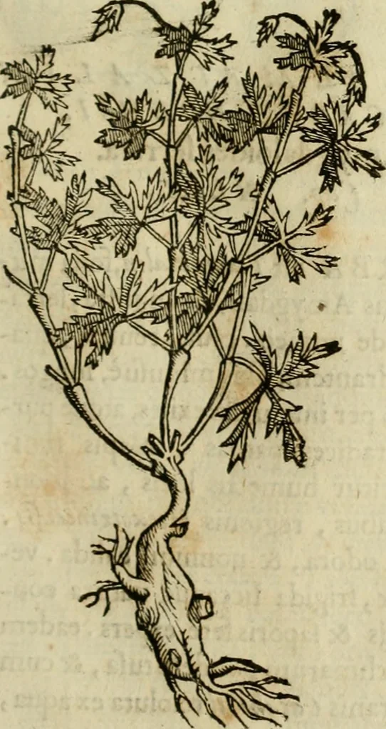An illustration from Rerum medicarum Novae Hispaniae thesaurus, seu, Plantarum animalium mineralium Mexicanorum historia, 1651, leaf 338
