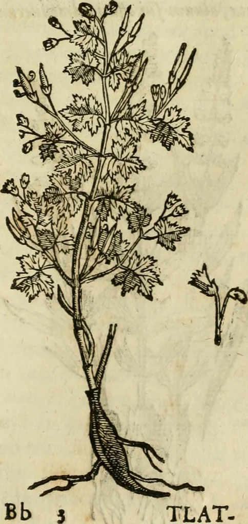An illustration from Rerum medicarum Novae Hispaniae thesaurus, seu, Plantarum animalium mineralium Mexicanorum historia, 1651, leaf 338