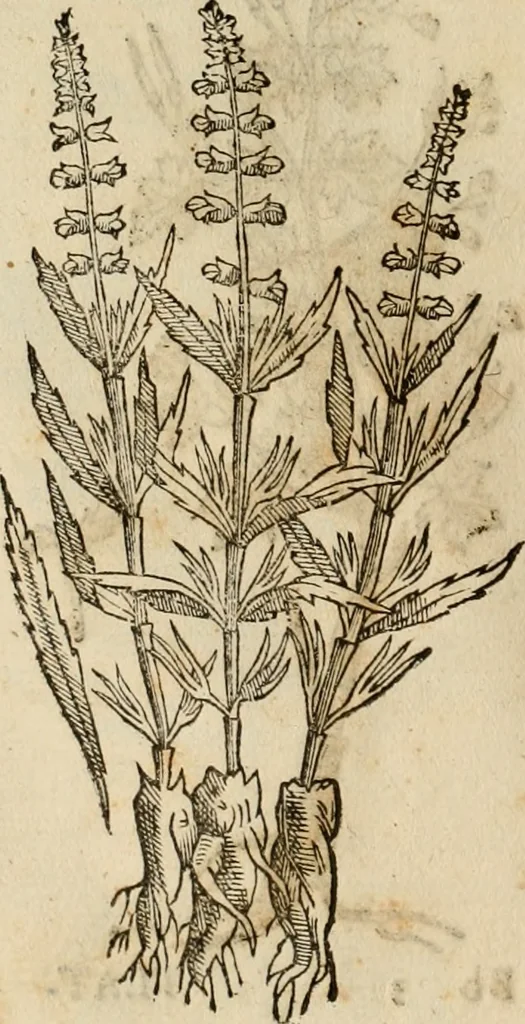 An illustration from Rerum medicarum Novae Hispaniae thesaurus, seu, Plantarum animalium mineralium Mexicanorum historia, 1651, leaf 339