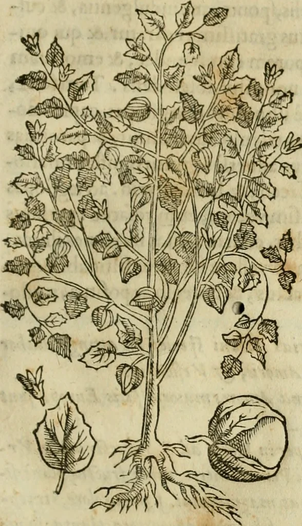 An illustration from Rerum medicarum Novae Hispaniae thesaurus, seu, Plantarum animalium mineralium Mexicanorum historia, 1651, leaf 340