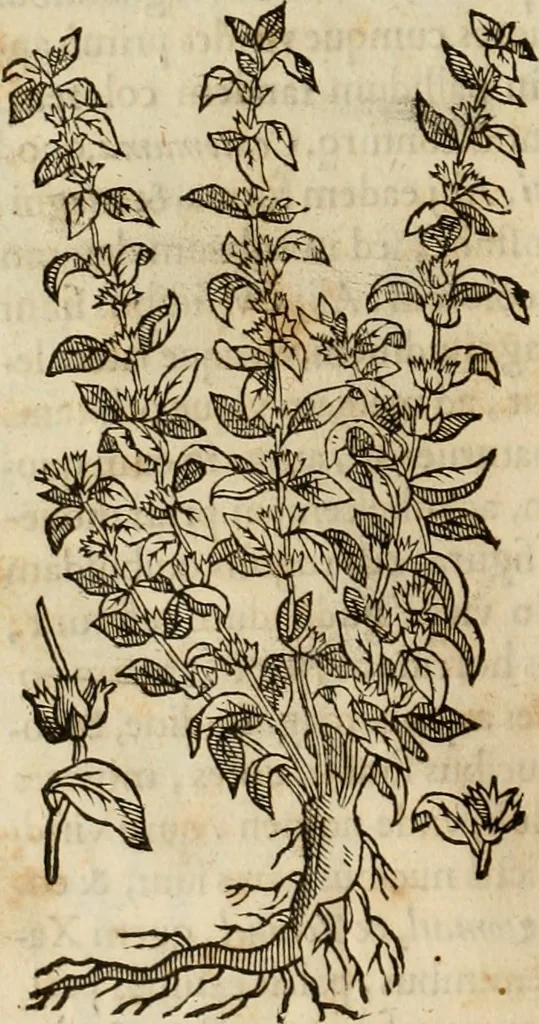 An illustration from Rerum medicarum Novae Hispaniae thesaurus, seu, Plantarum animalium mineralium Mexicanorum historia, 1651, leaf 341