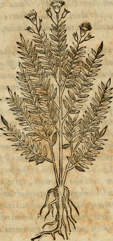 An illustration from Rerum medicarum Novae Hispaniae thesaurus, seu, Plantarum animalium mineralium Mexicanorum historia, 1651, leaf 343
