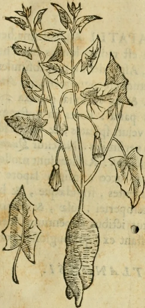 An illustration from Rerum medicarum Novae Hispaniae thesaurus, seu, Plantarum animalium mineralium Mexicanorum historia, 1651, leaf 344