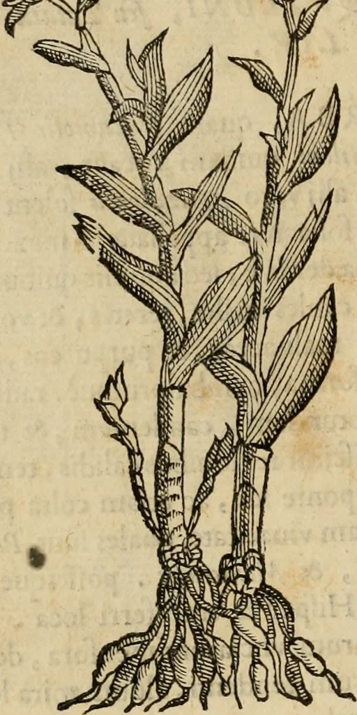 An illustration from Rerum medicarum Novae Hispaniae thesaurus, seu, Plantarum animalium mineralium Mexicanorum historia, 1651, leaf 345