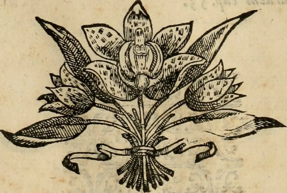 An illustration from Rerum medicarum Novae Hispaniae thesaurus, seu, Plantarum animalium mineralium Mexicanorum historia, 1651, leaf 345