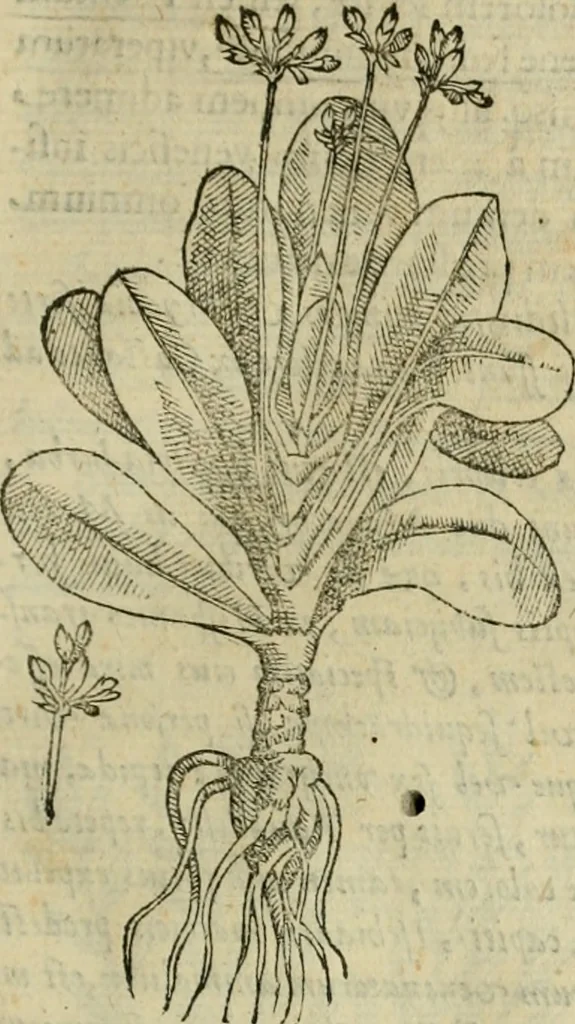 An illustration from Rerum medicarum Novae Hispaniae thesaurus, seu, Plantarum animalium mineralium Mexicanorum historia, 1651, leaf 348