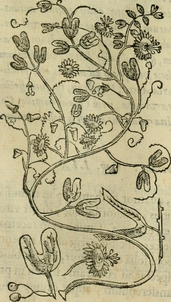 An illustration from Rerum medicarum Novae Hispaniae thesaurus, seu, Plantarum animalium mineralium Mexicanorum historia, 1651, leaf 348