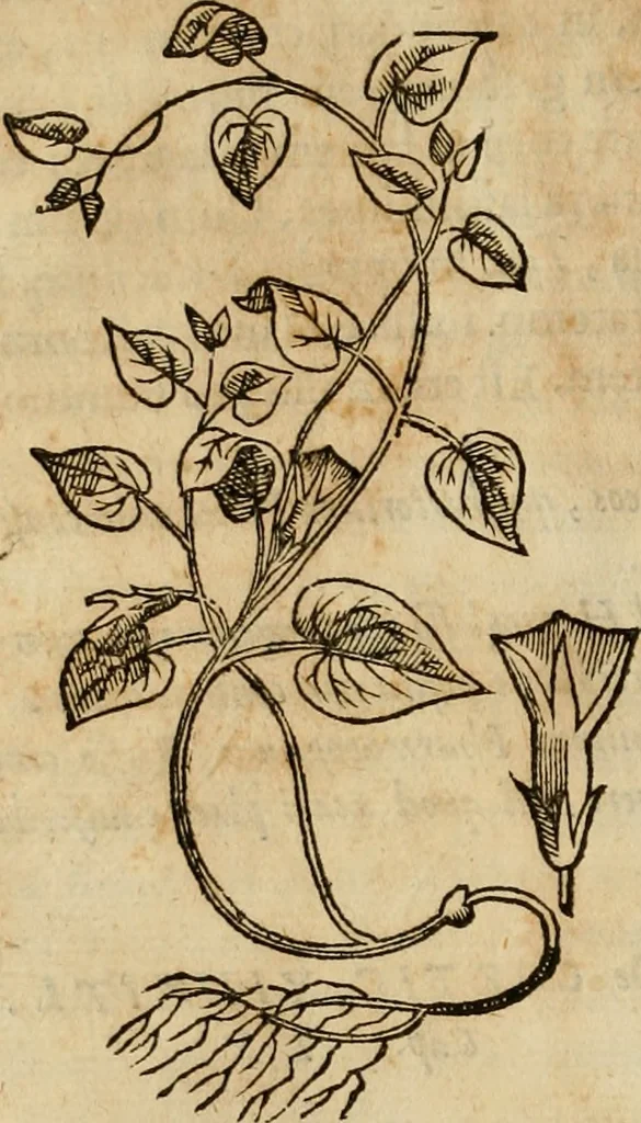 An illustration from Rerum medicarum Novae Hispaniae thesaurus, seu, Plantarum animalium mineralium Mexicanorum historia, 1651, leaf 351